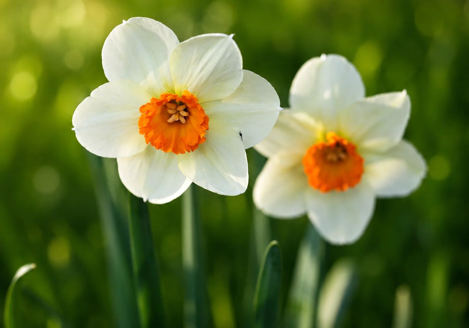 A yellow daffodil opening in a garden