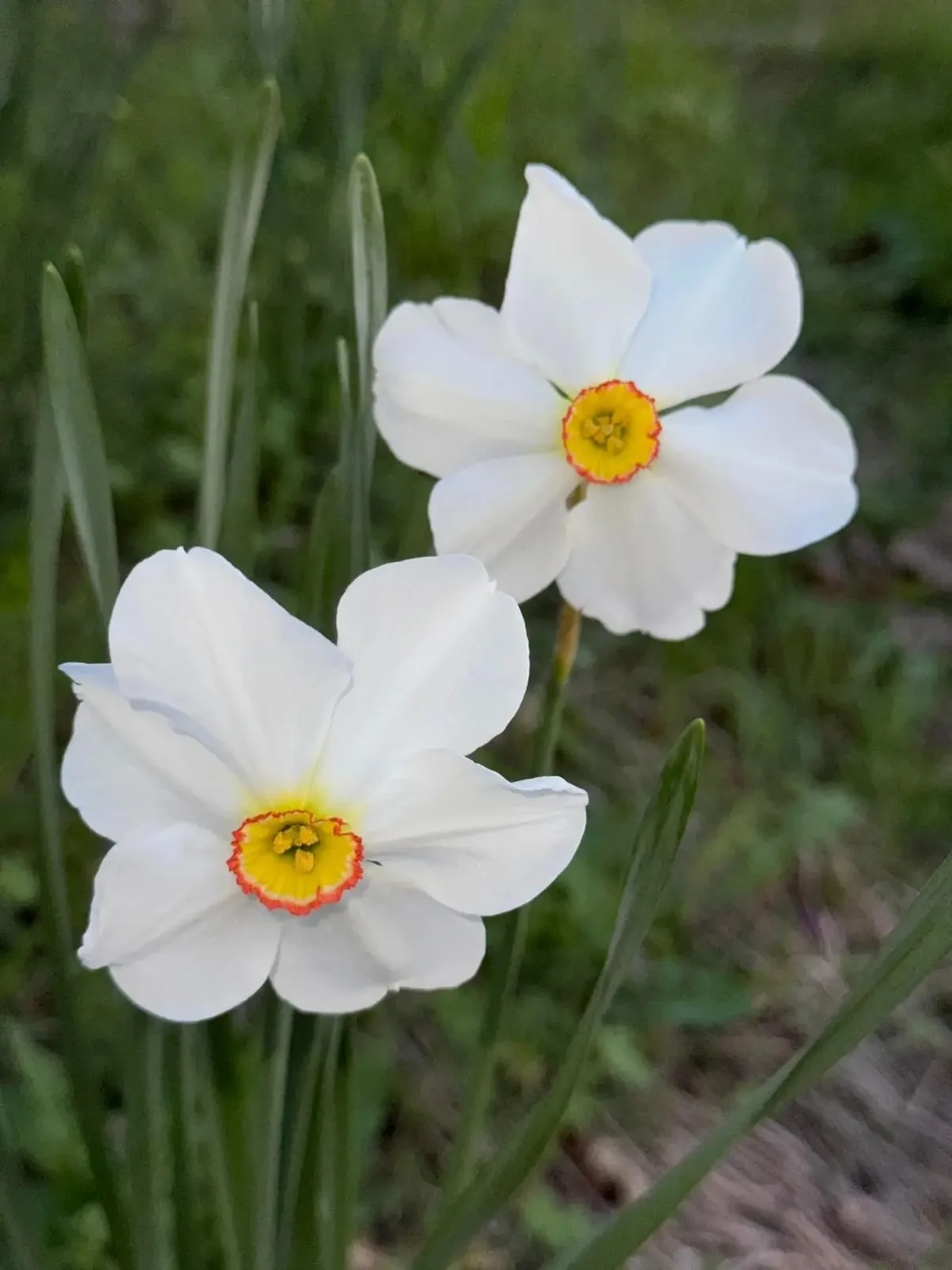 Actaea specimen image