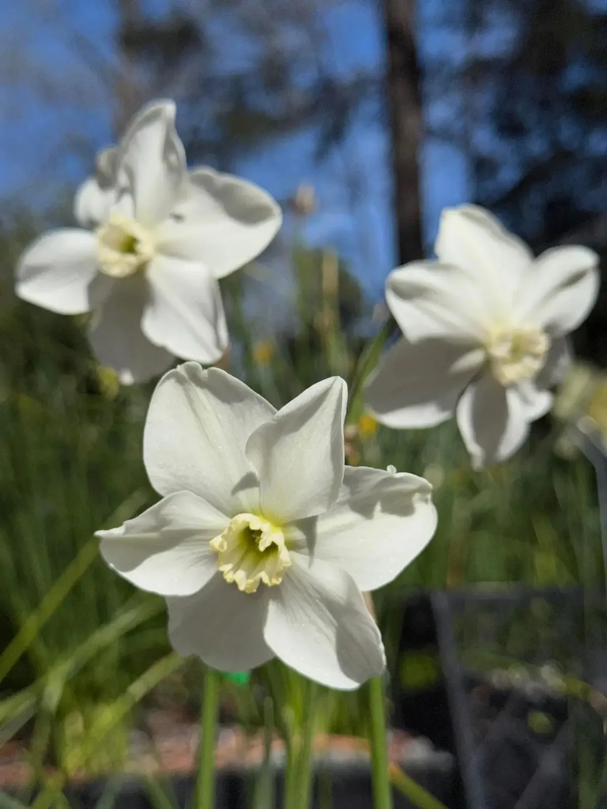 Anasazi daffodil