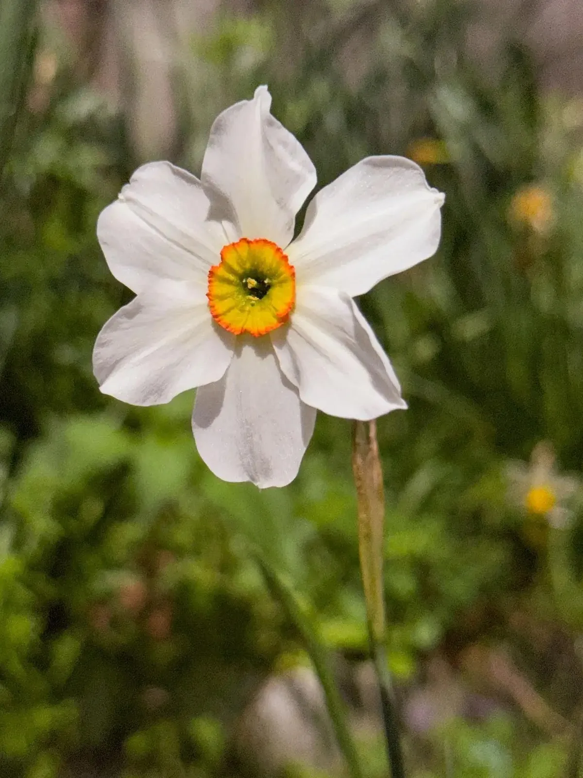 Poet's Way specimen image