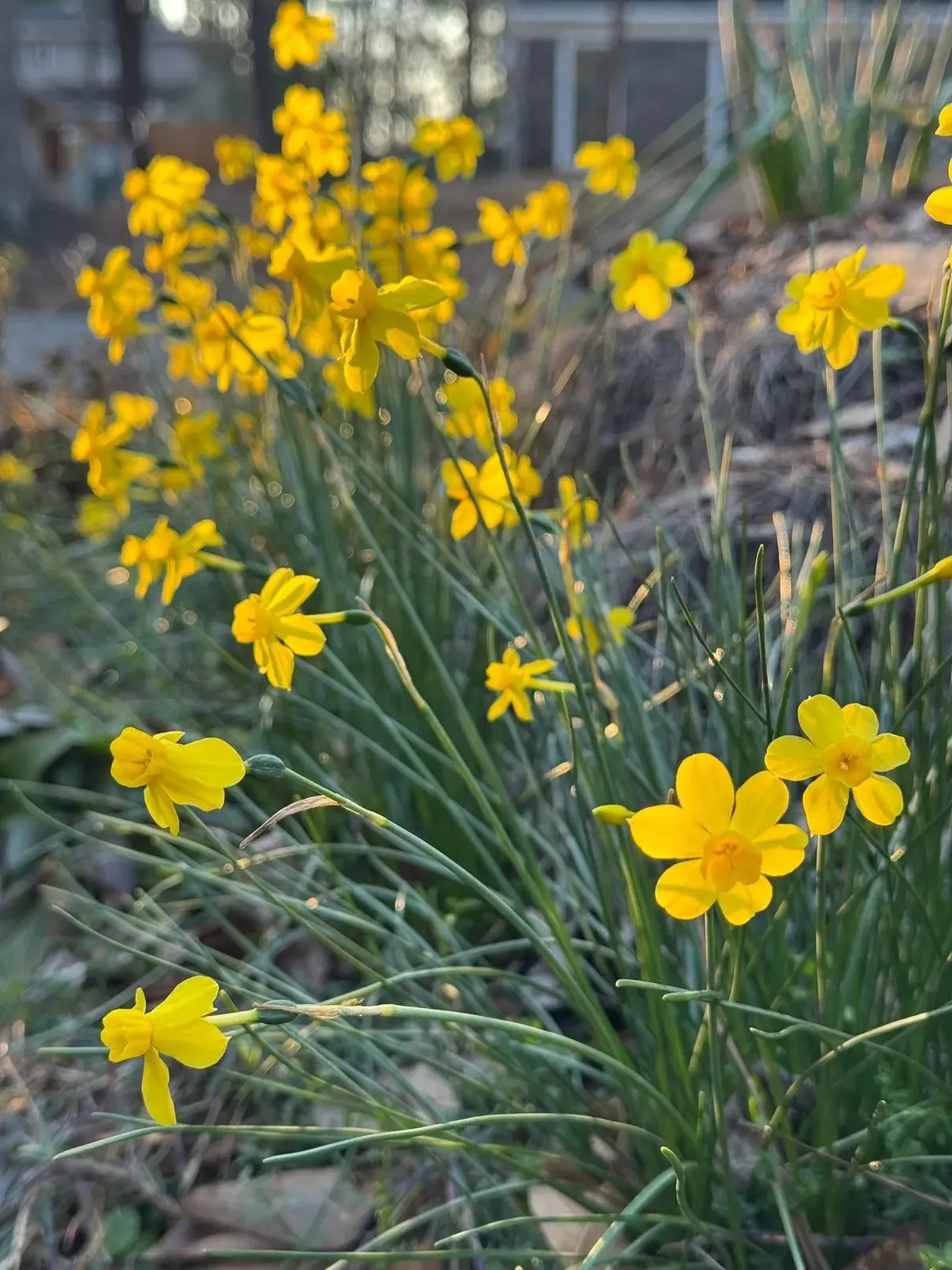 Twinkling Yellow specimen image