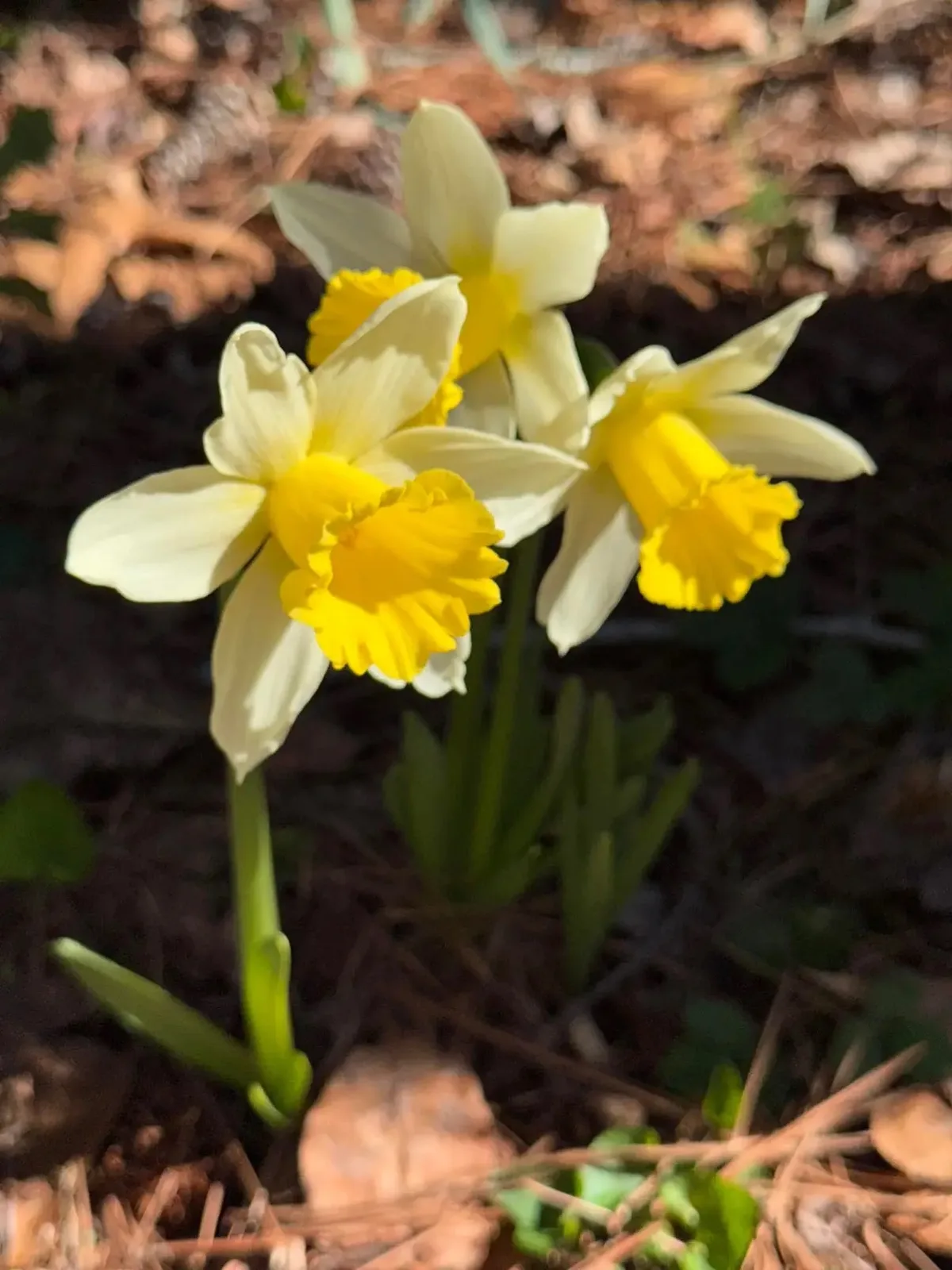 Spring Dawn specimen image