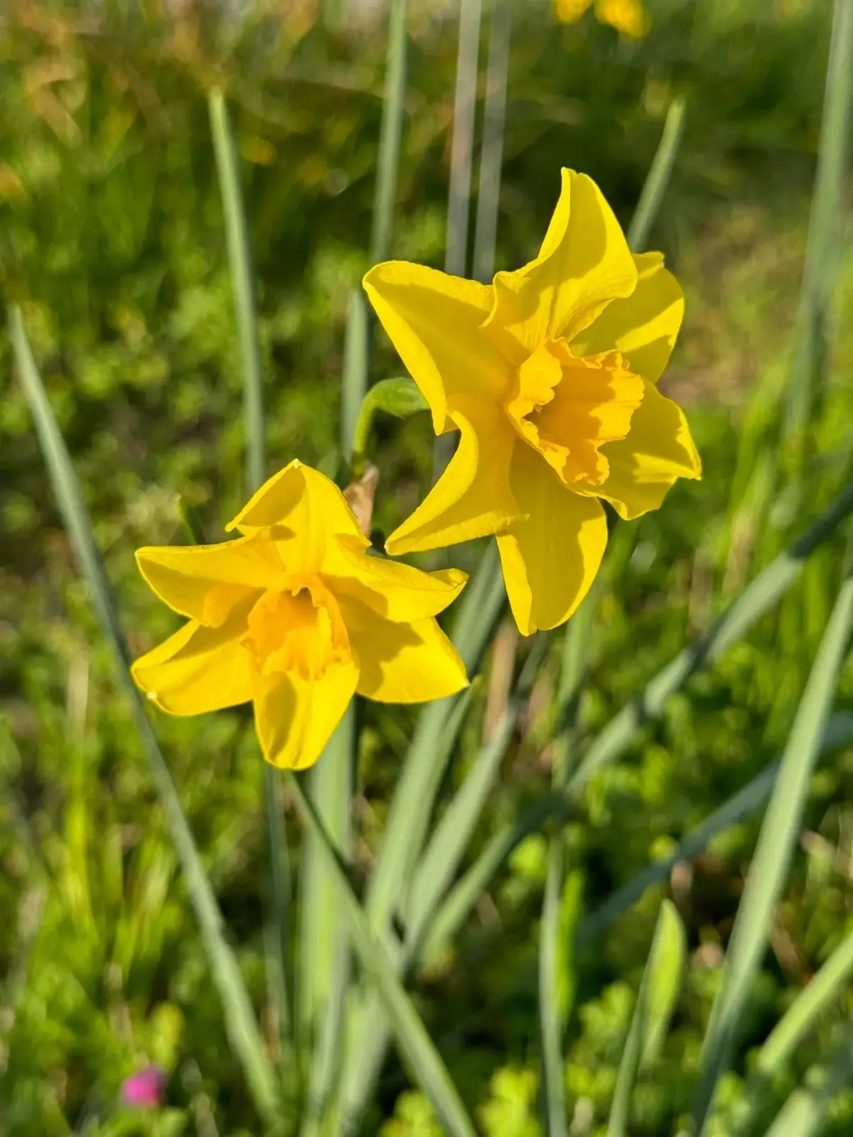 Bolton specimen image