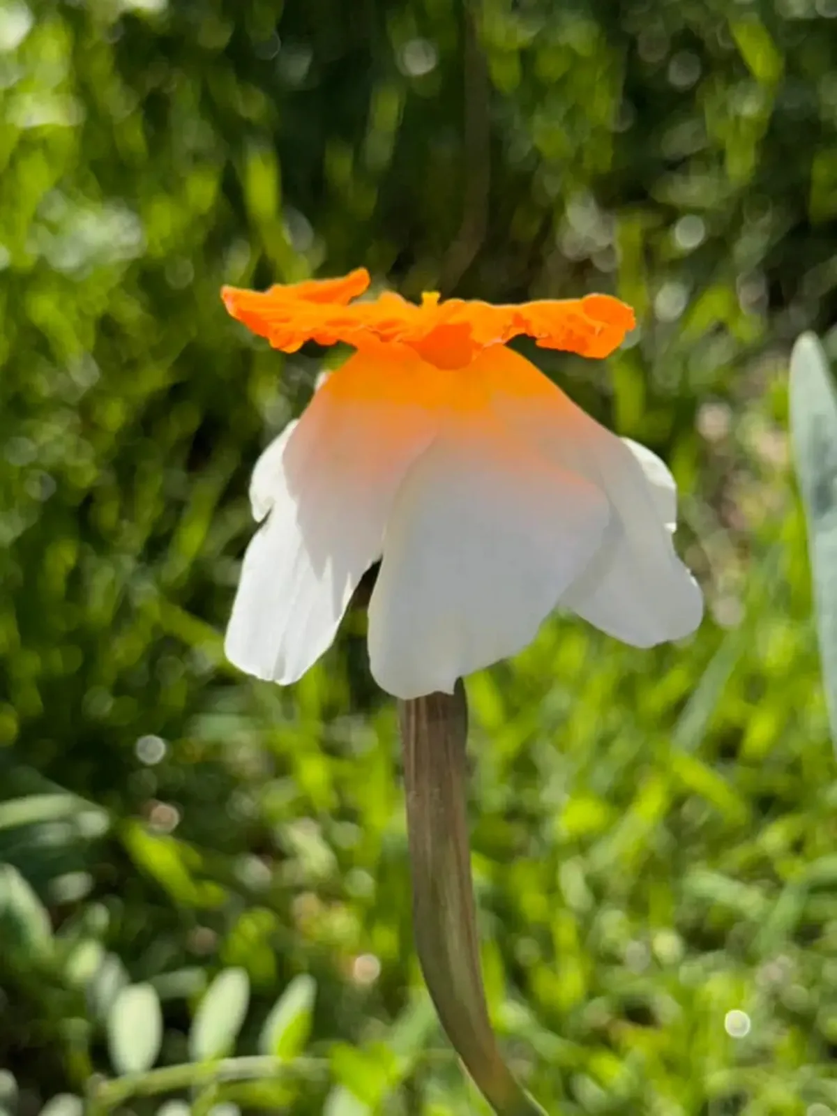 Jacqueline specimen image