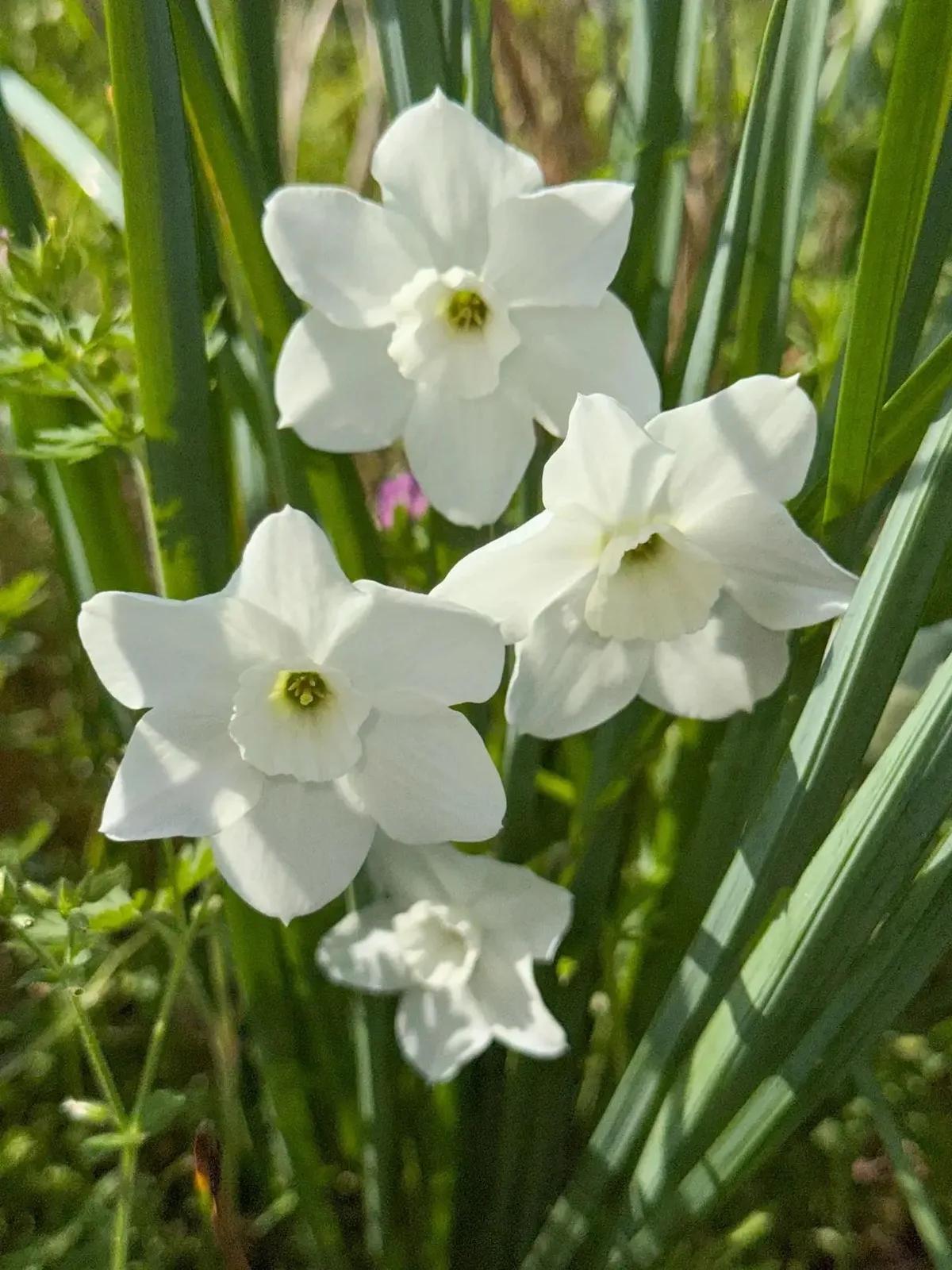 Dainty Miss specimen image