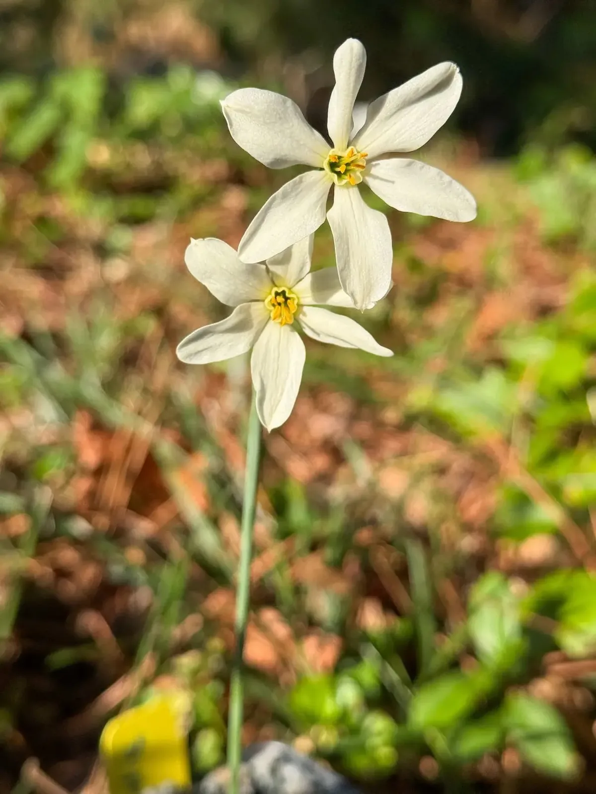 Autumn Snowflake specimen image
