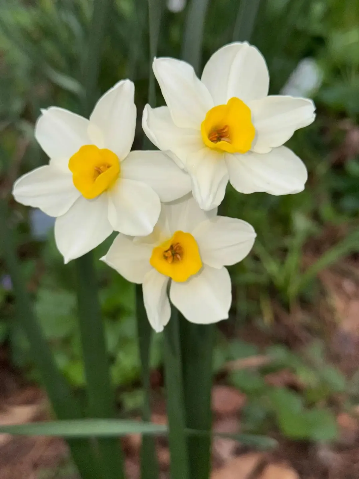 Killara specimen image