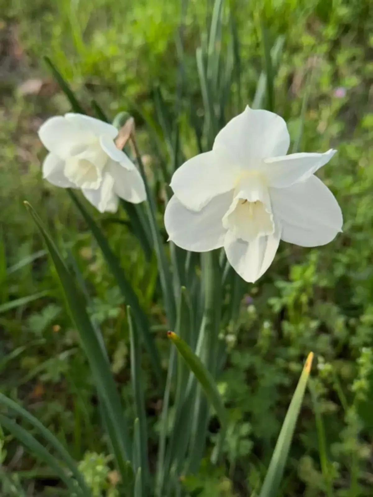 Alpine daffodil