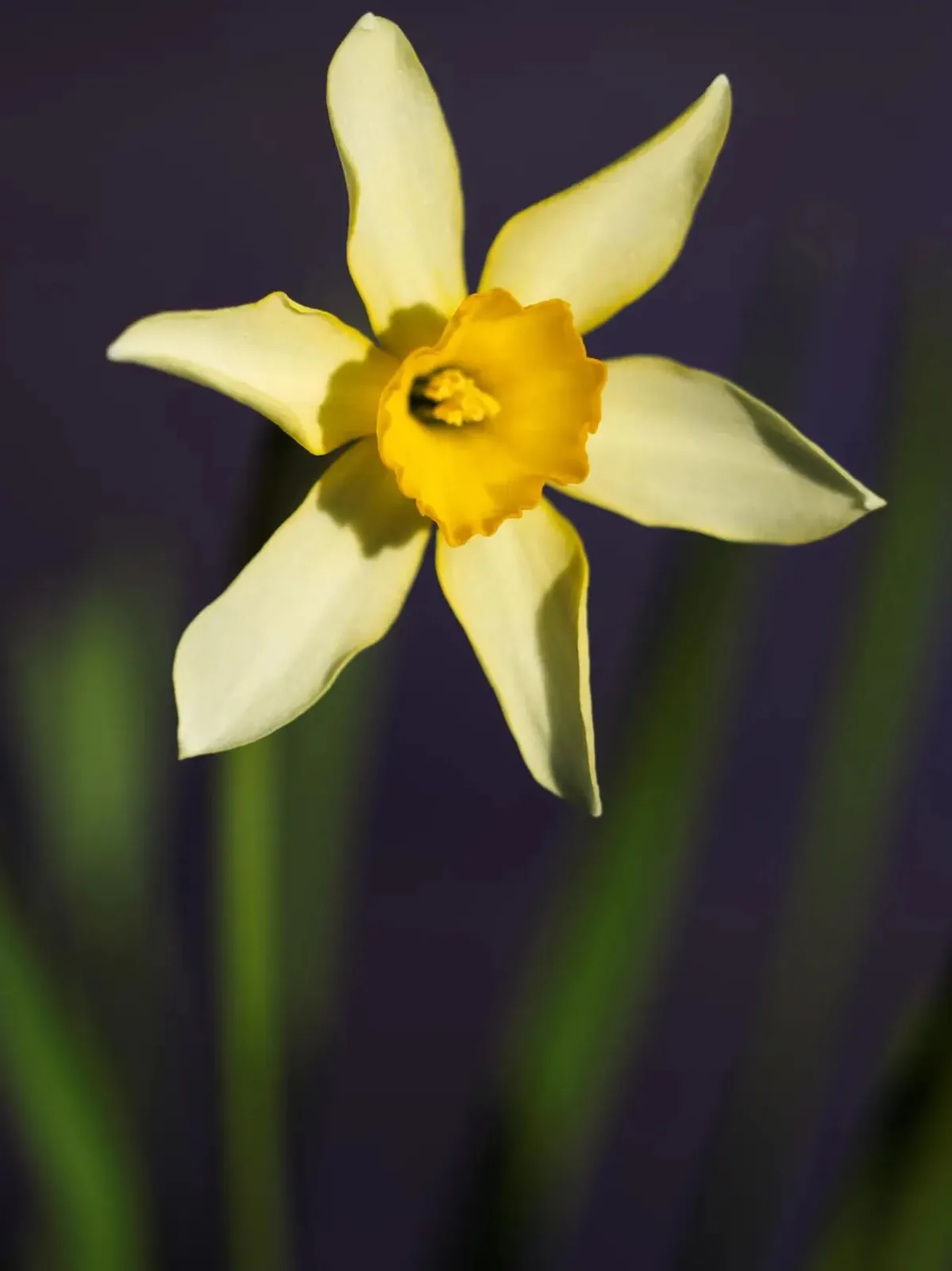 Golden Mary specimen image