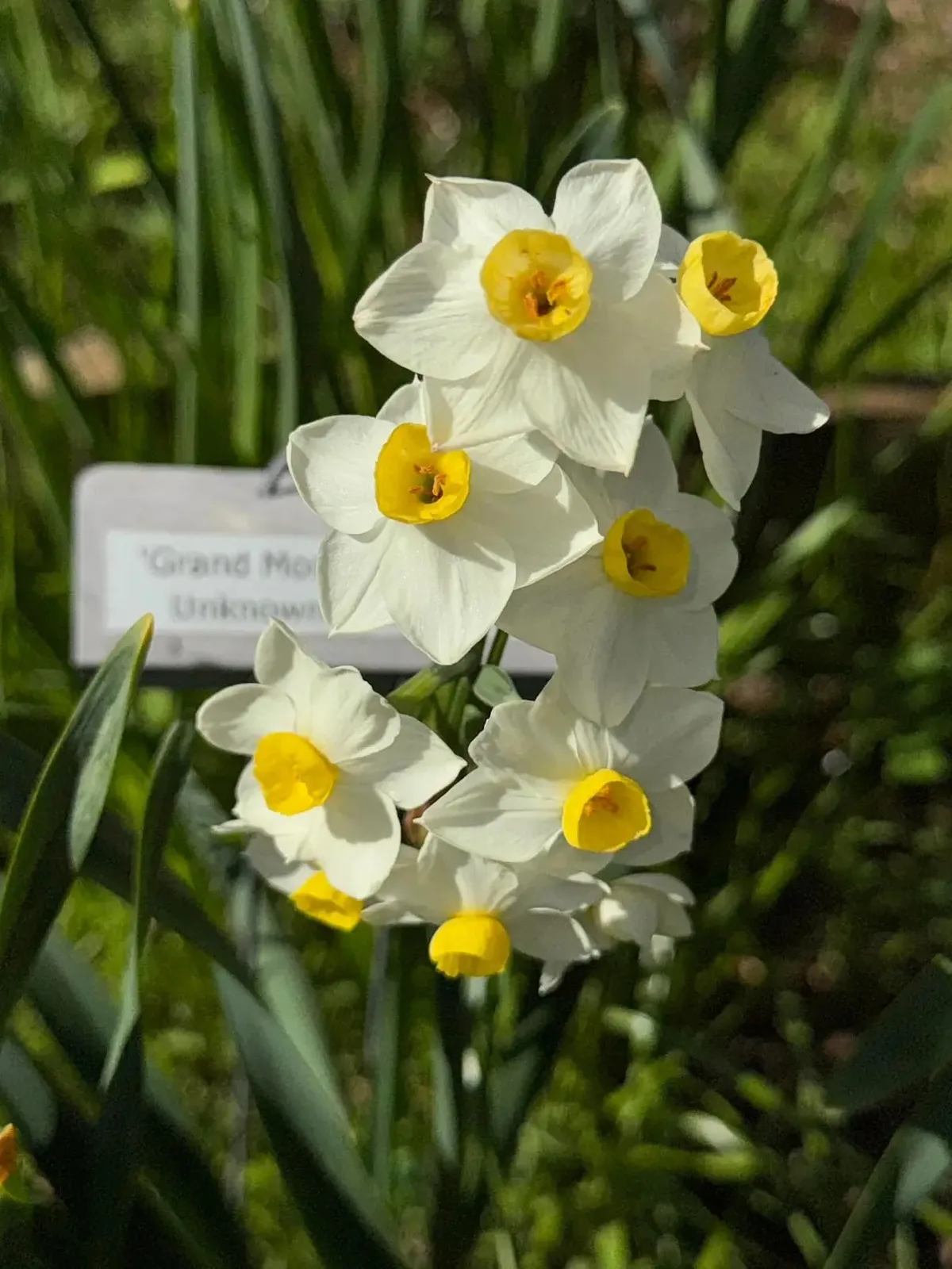 Grand Monarque specimen image