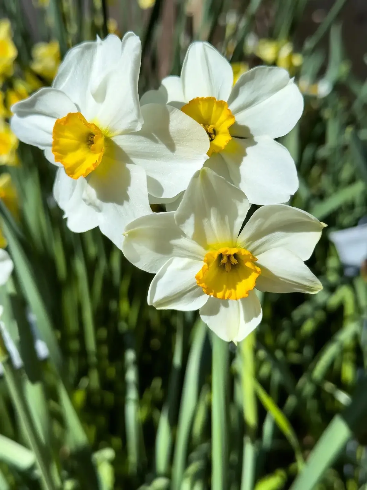 Albany daffodil