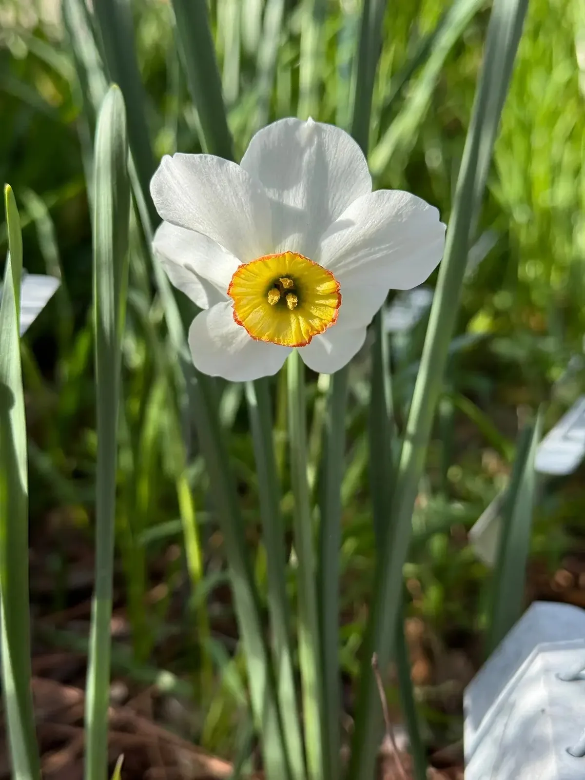 Sweet Somerset specimen image