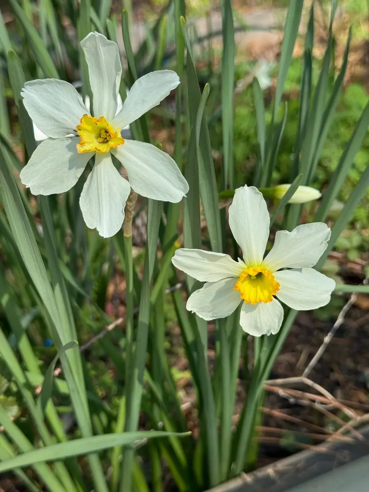 Albatross daffodil