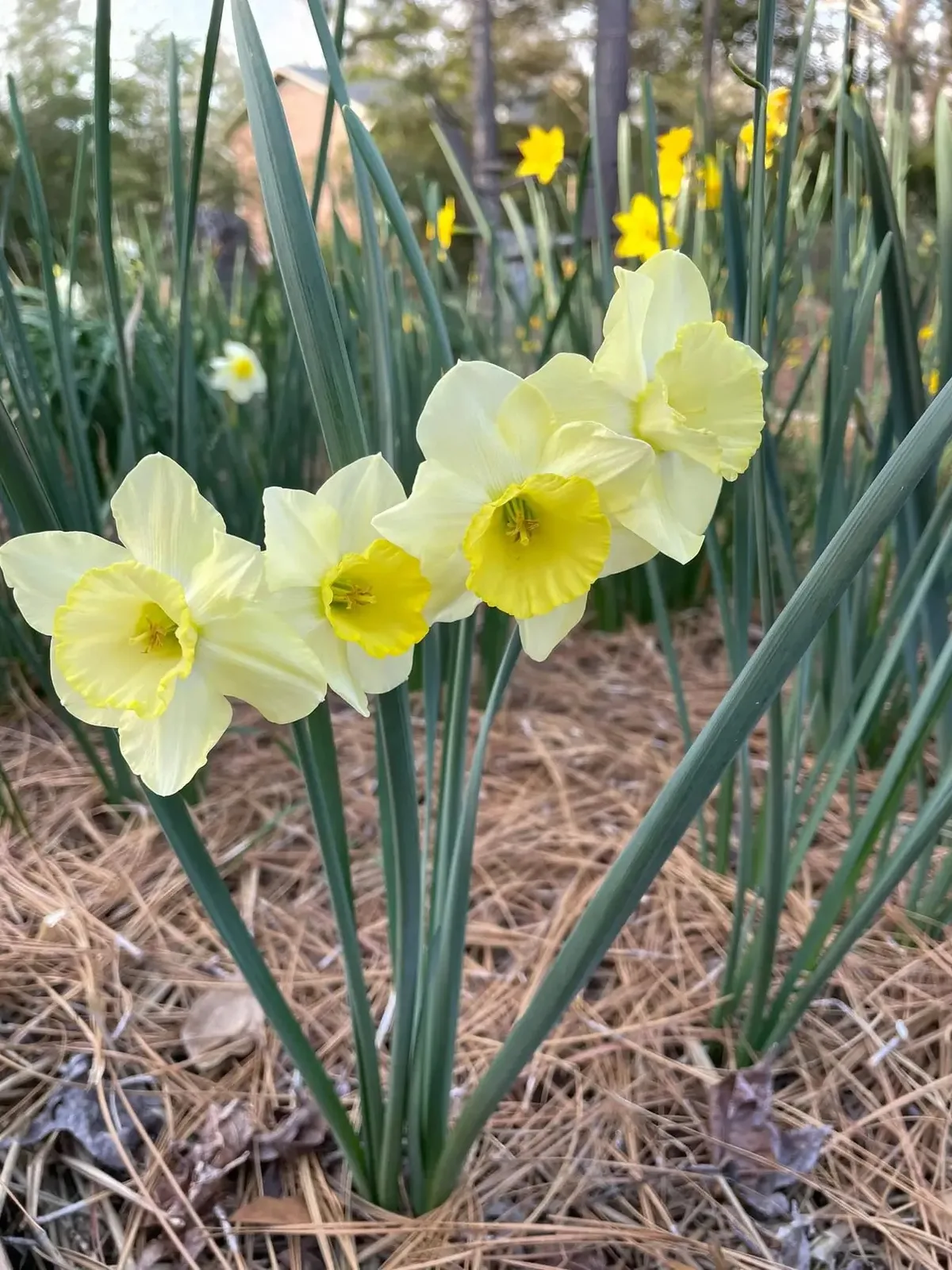 Park Tropical specimen image