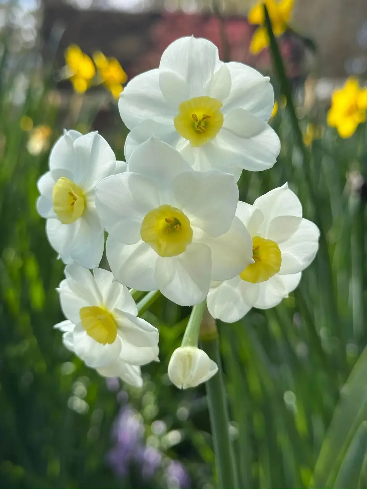 Harpswell specimen image