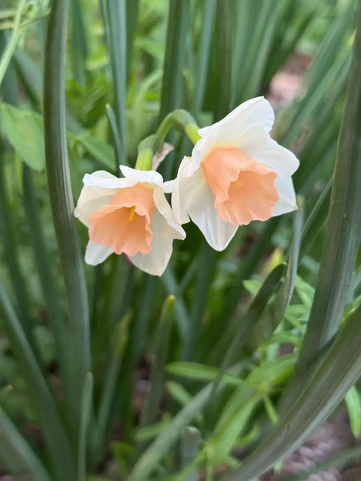 Sweet Smiles specimen image