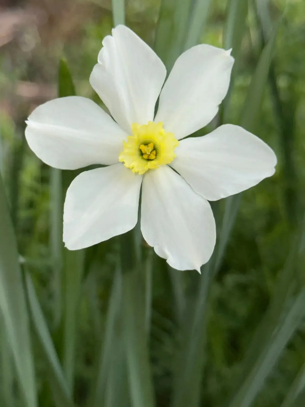 White Lady specimen image