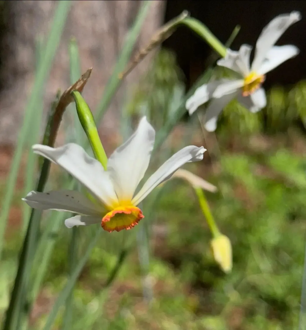 N. radiiflorus var. stellaris specimen image