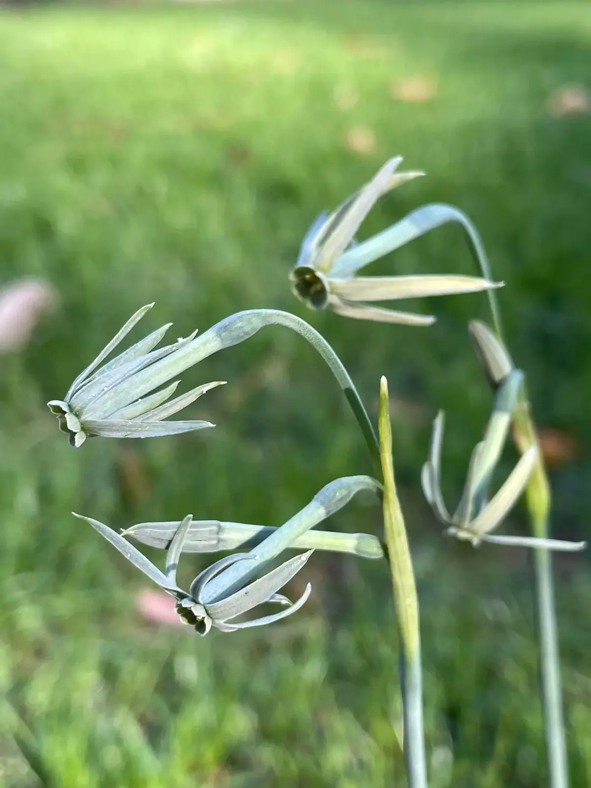 N. viridiflorus specimen image
