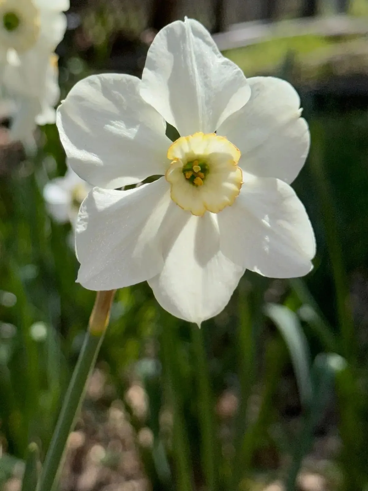 Mystic specimen image