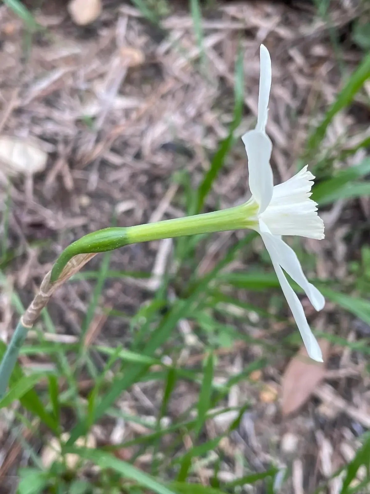 Amabilis daffodil
