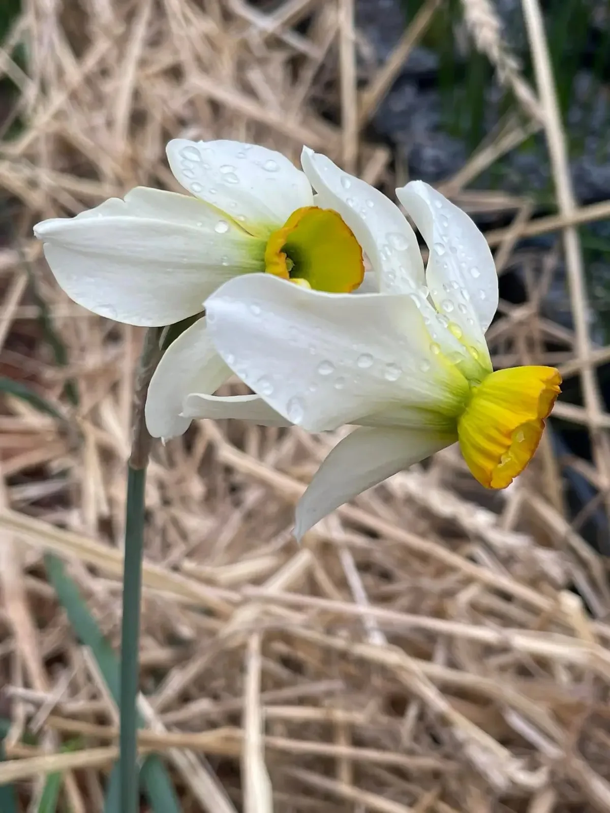Apache Tears daffodil