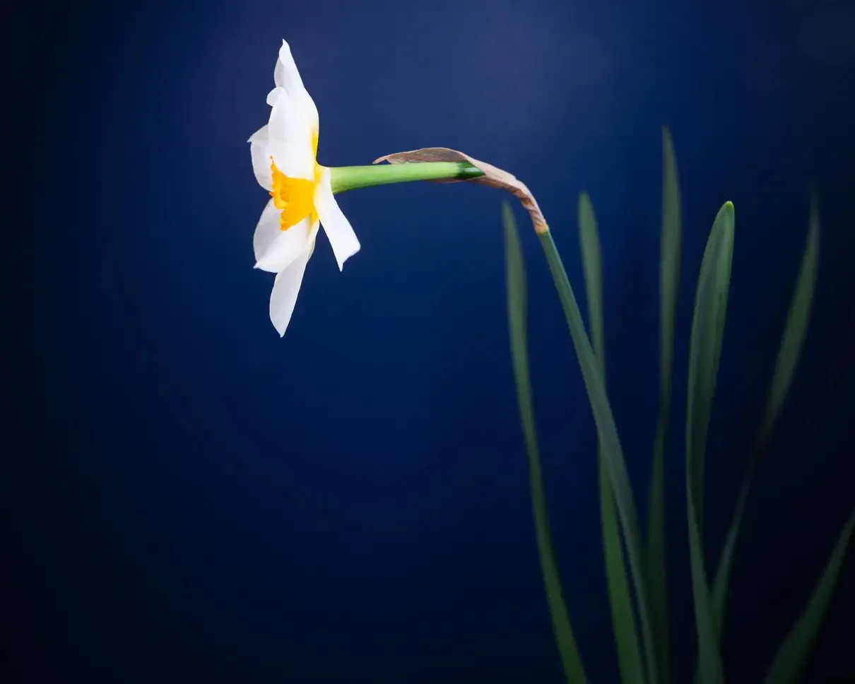 Sunrise specimen image