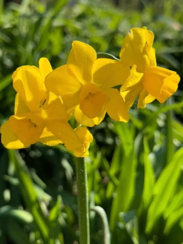 Golden Silence specimen image