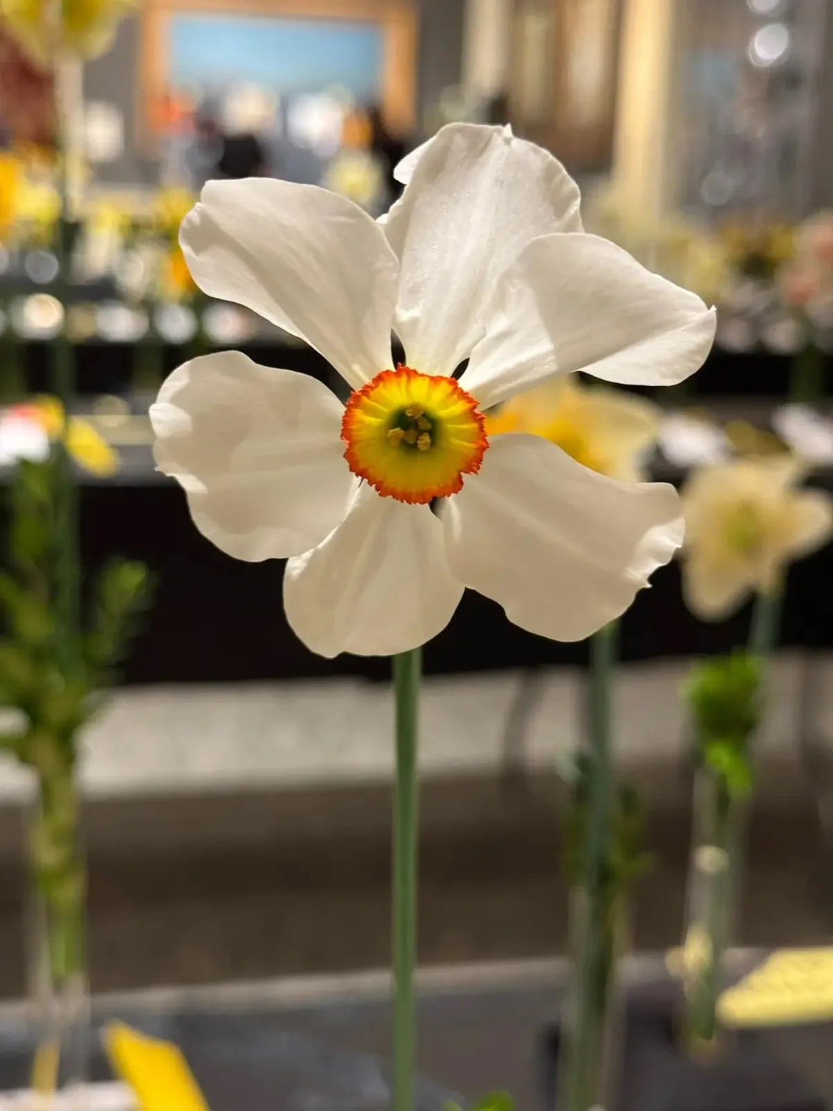 Glory of Lisse specimen image