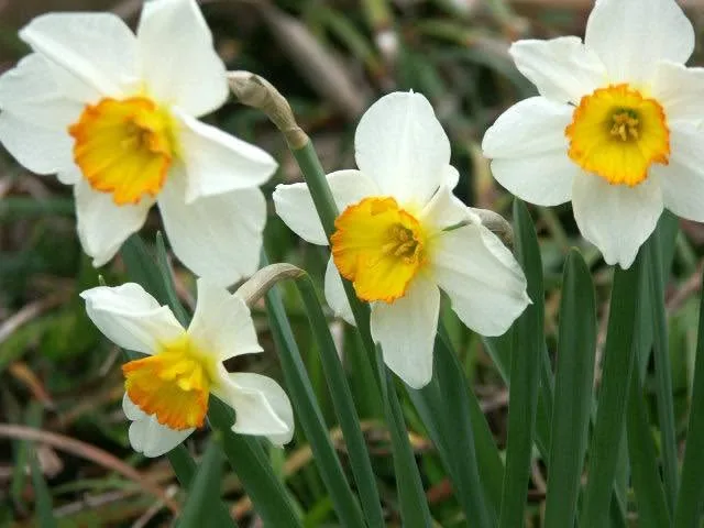 Flower Record specimen image