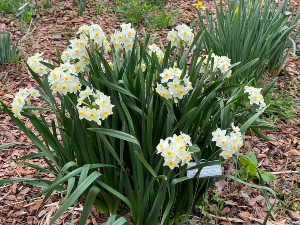 Grand Primo Citronière specimen image