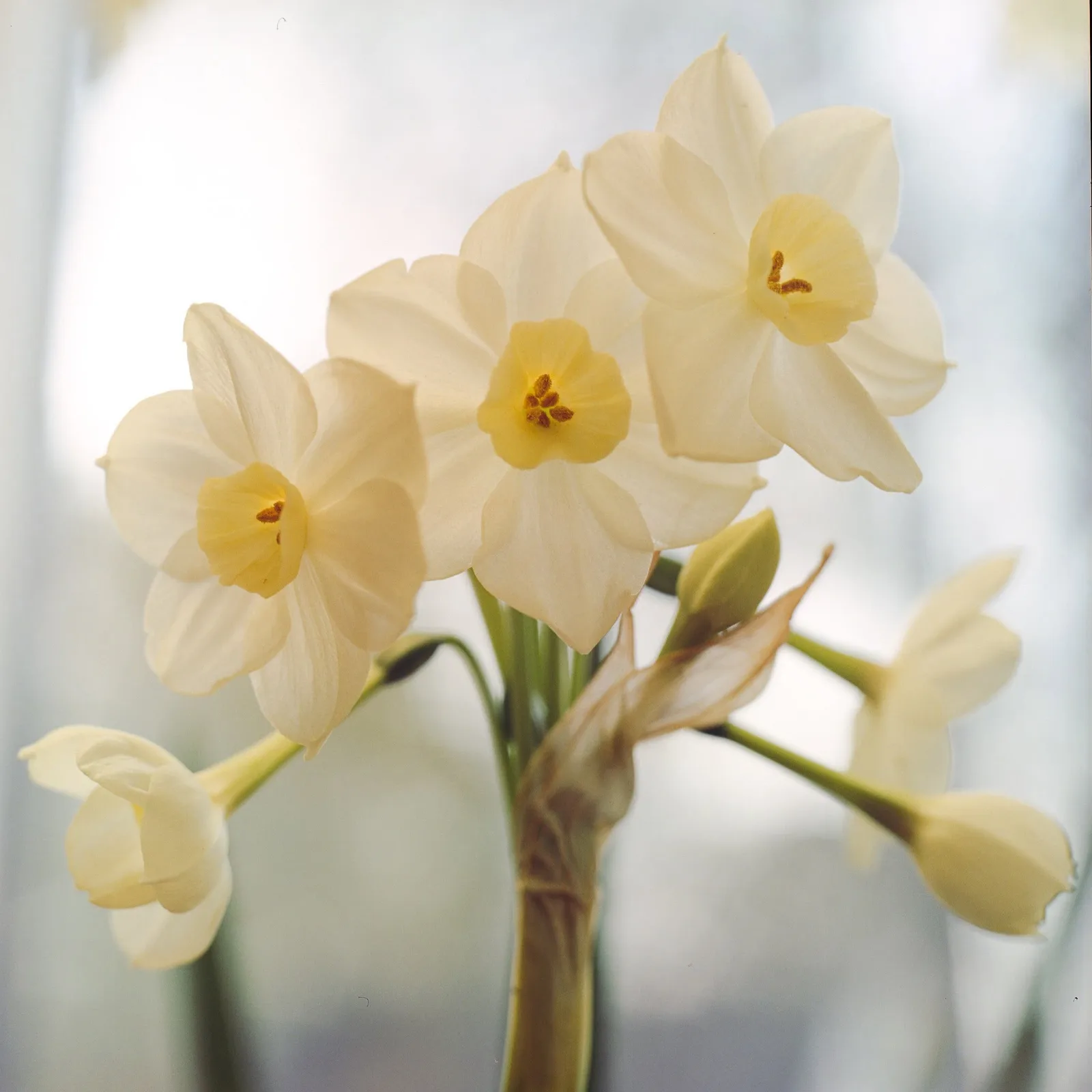 Autumn Pearl daffodil