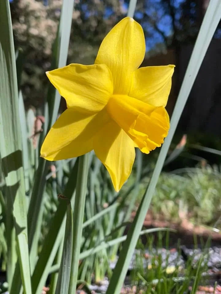 Yellow Satin specimen image