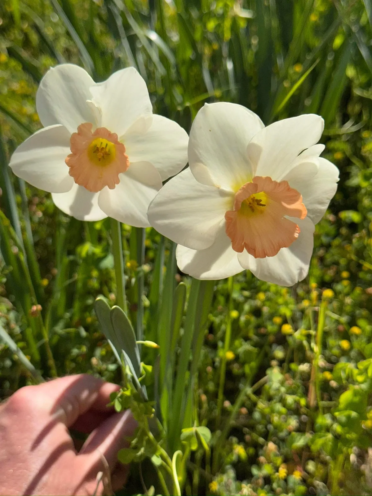 Fragrant Rose specimen image