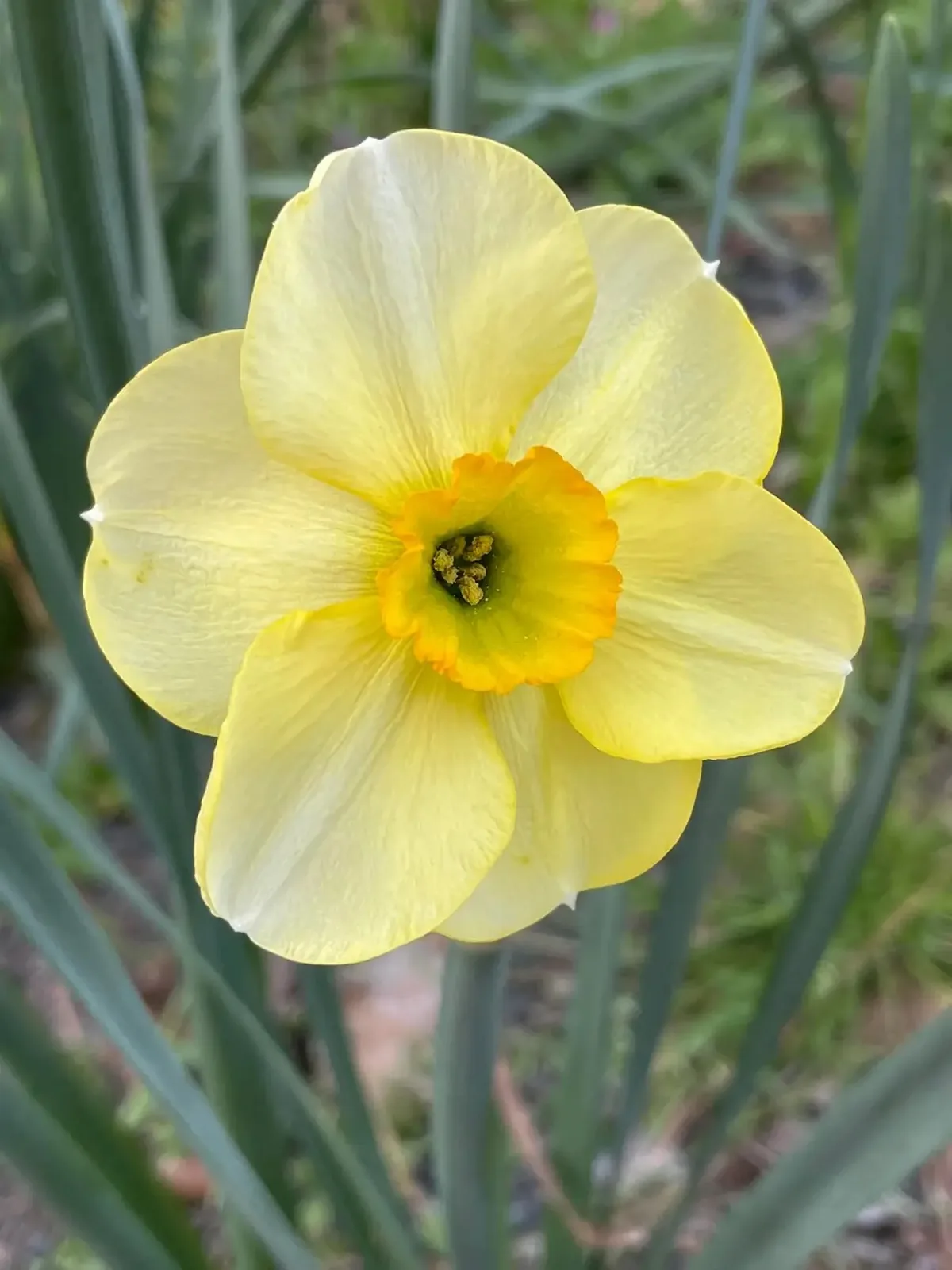 An-Gof daffodil