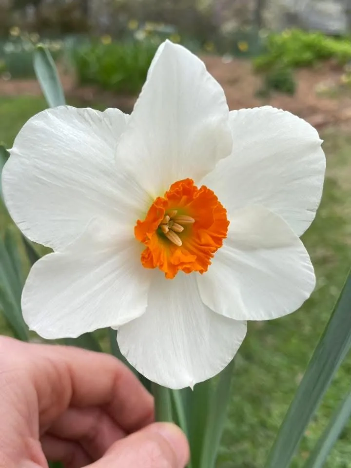 La Riante specimen image