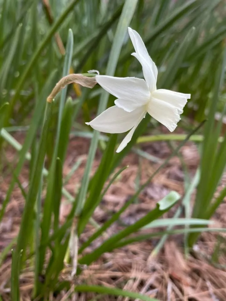 Tincleton specimen image