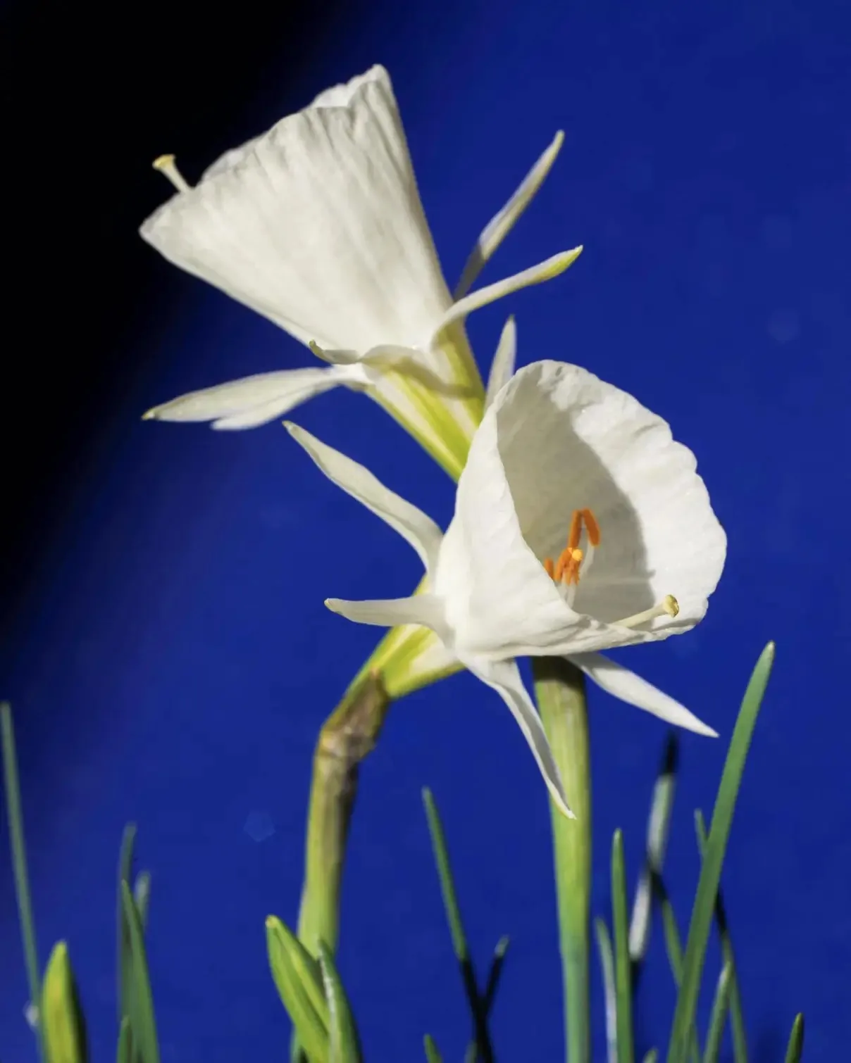 Mary Poppins specimen image