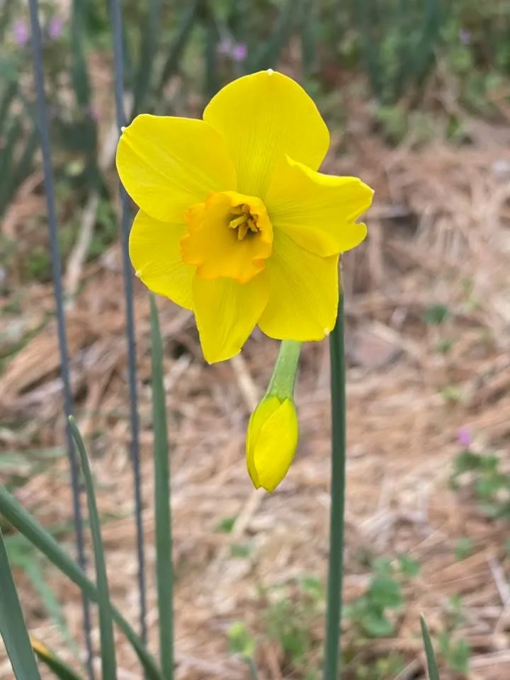 Andrew's Choice daffodil