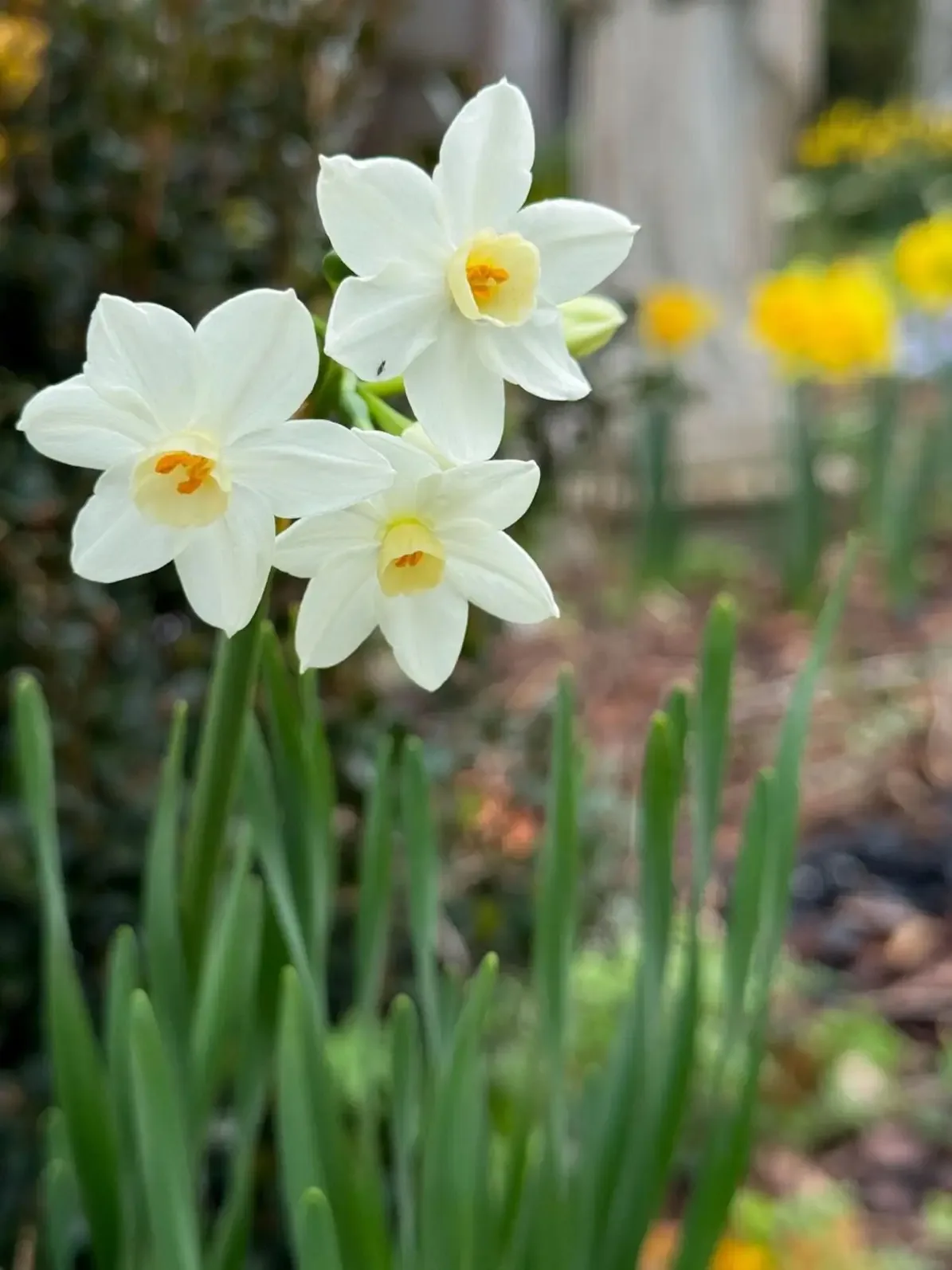 Scilly White specimen image