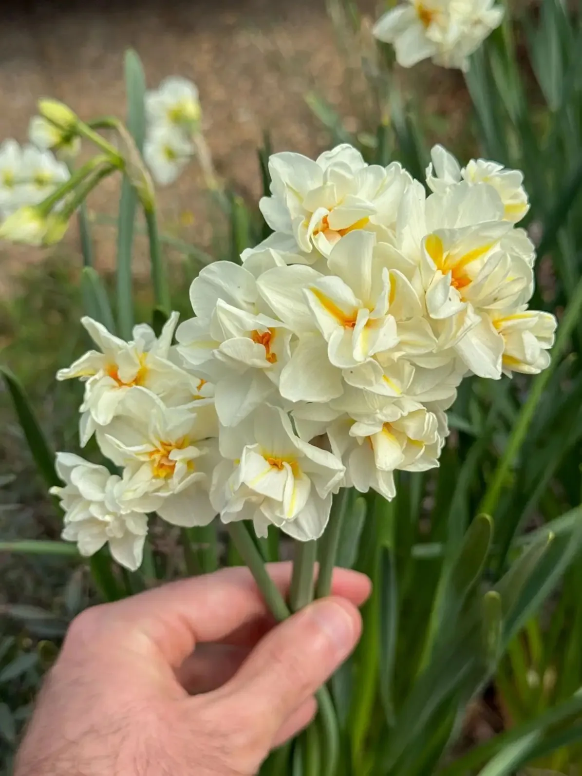 Abba daffodil
